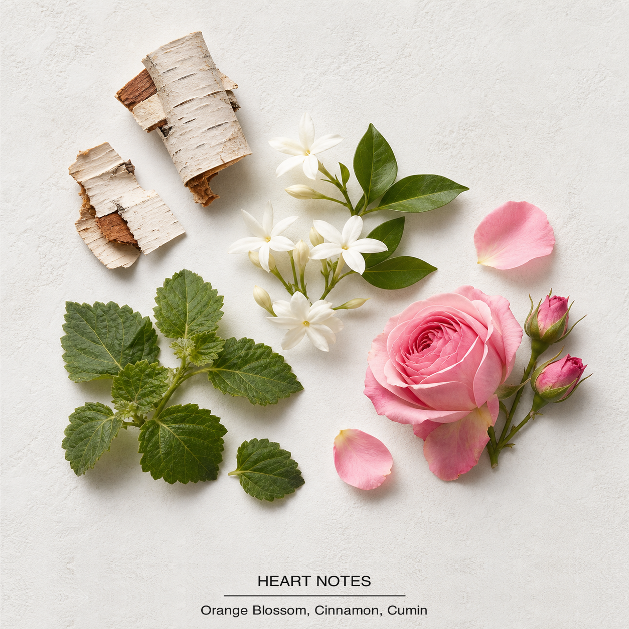 Le Male Eau de Toilette heart-notes