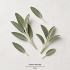 Jo Malone Wood Sage & Sea Salt Cologne heart-notes