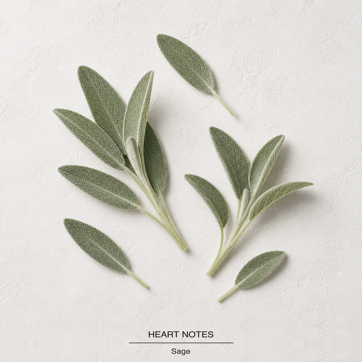 Jo Malone Wood Sage & Sea Salt Cologne heart-notes